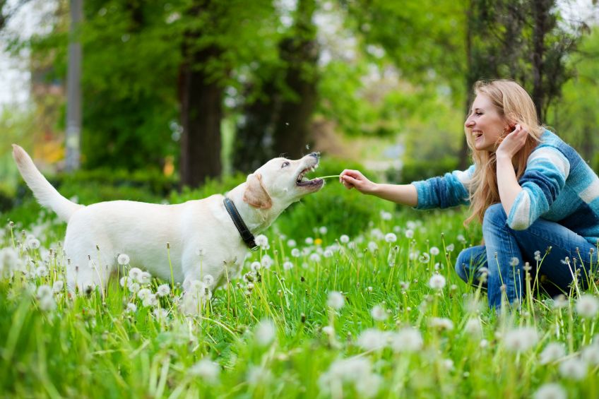 Dog and pet owner playing in field