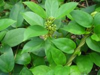 What You Need To Know About Gymnema Sylvestre For Weight Loss