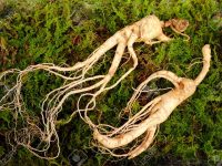 Ginseng For Weight Loss – What You Should Know