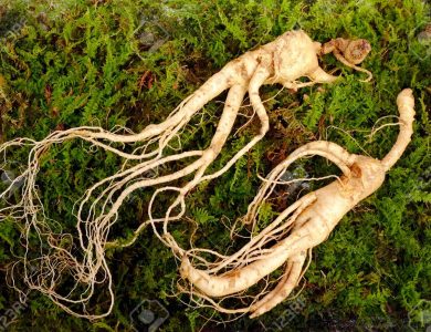 Ginseng For Weight Loss – What You Should Know